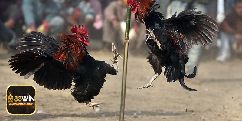 Đá gà trực tiếp Campuchia - Luồng phát – chất lượng & ổn định