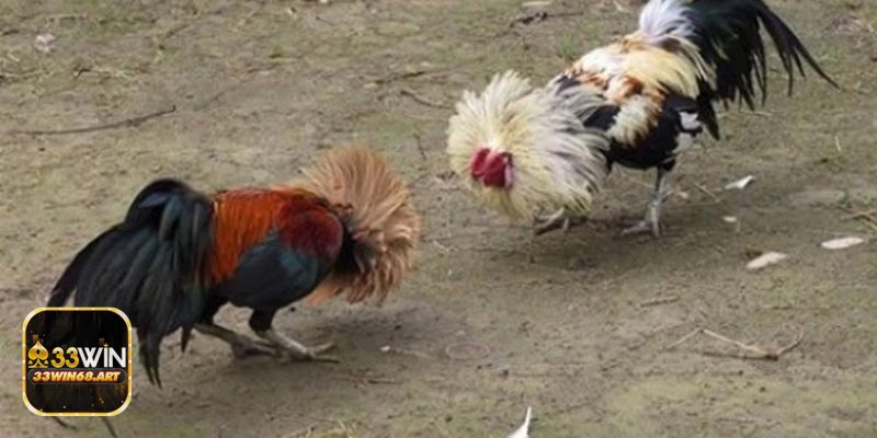 Đá gà trực tiếp - Trải nghiệm hình ảnh & âm thanh tối ưu