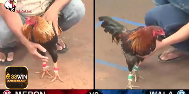 Đá gà philippines - Đá gà philippines – Vì sao hấp dẫn trên 33win?