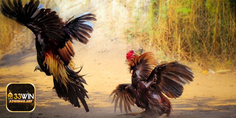 Đá gà mạnh - Thể loại trận và nguồn gốc bồ gà