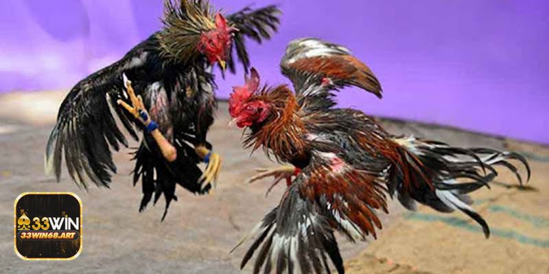 Đá gà casino - An toàn dữ liệu & giao dịch