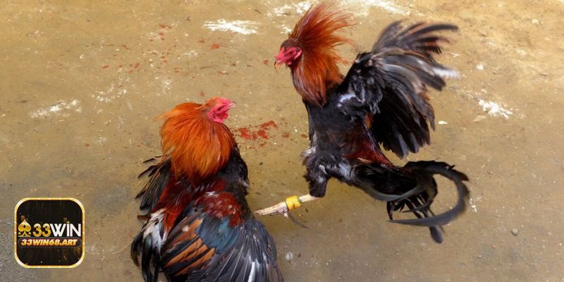 Đá gà casino - Kèo theo từng hiệp/round