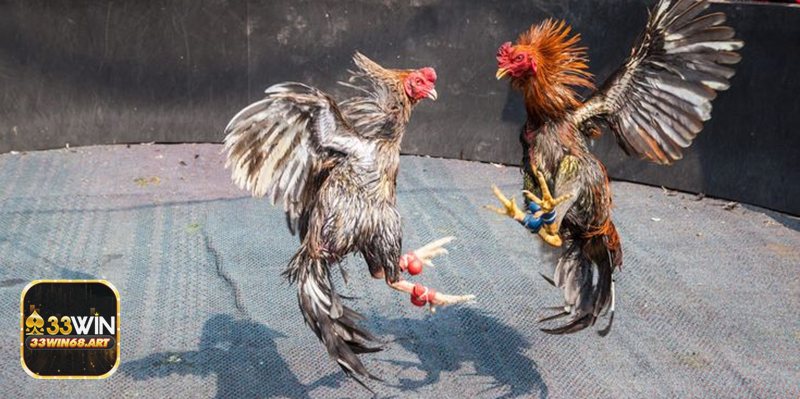 Đá gà trực tiếp - Đăng ký và xác minh tài khoản